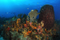   cool view colorfull reef... Nikon D300 Ikelite housing DS160 strobes reef  